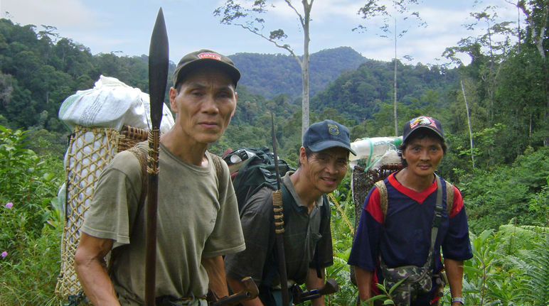 Drei indigene Männer tragen in Körben auf dem Rücken Gepäck durch den malayischen Regenwald.