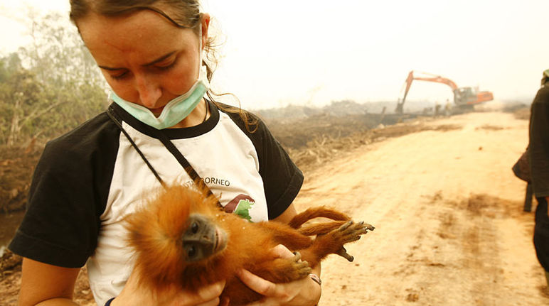 Ölpalm-Plantagen in Indonesien: Zerstörter Regenwald, sterbende Tiere (Foto: Tantyo Bangun) Tierärztin hält toten Affen in den Armen