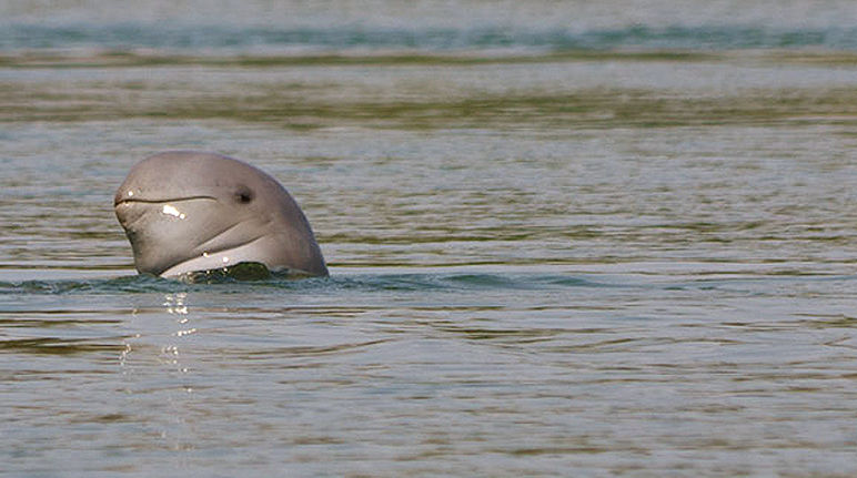 Der Irawadidelfin duckt aus dem Wasser