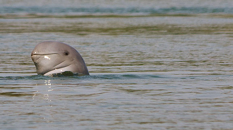 Der geplante Don Sahong Staudamm bedroht alle Lebewesen am Mekong (Foto: Flickr/exilism (CC BY-NC-ND 2.0)) Der Irawadidelfin duckt aus dem Wasser