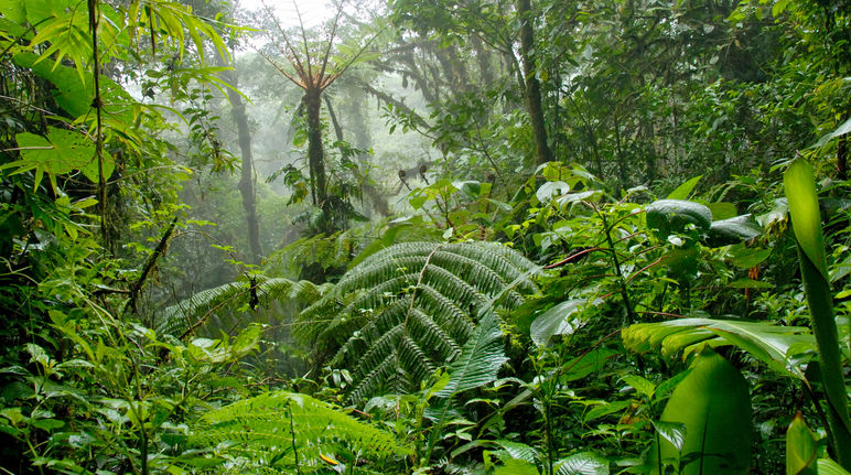 Regenwald in Mittelamerika: idyllisch und durch Drogen-Milliarden bedroht Nebelwald in Costa Rica