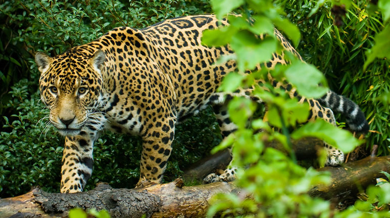 Jaguar im Regenwald