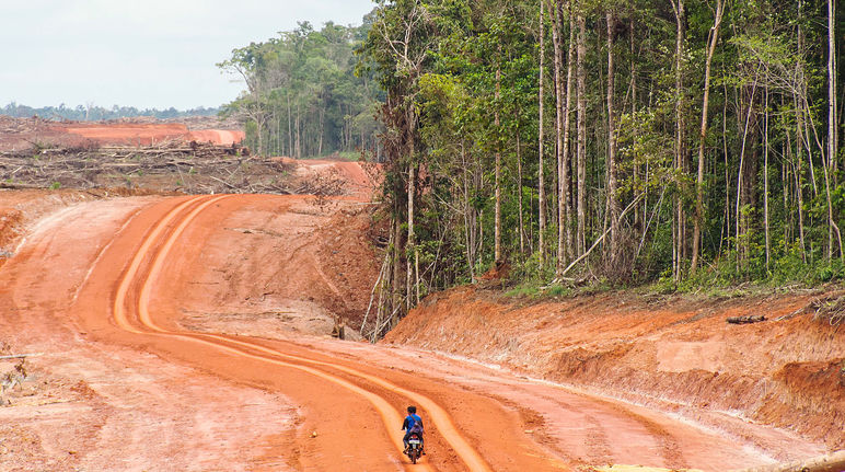 Megaplantagen in Indonesien bedrohen indigene Völker Eine breite Rodungsfläche grenzt an den Regenwald