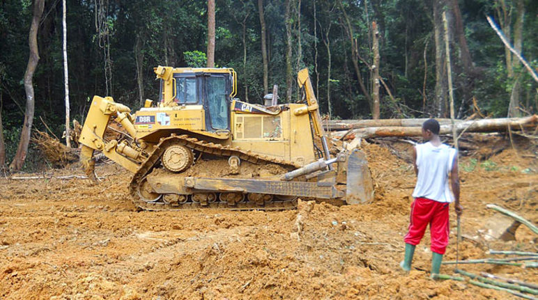 Die Palmölspekulanten walzen Regenwald und Kulturen nieder Ein Mann beobachtet einen Bulldozer im Regenwald