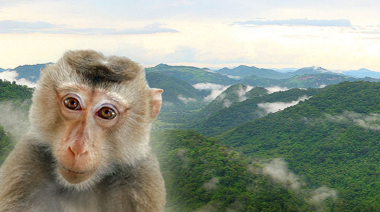 Das Bild eines Affen ist vor ein Waldfläche in Thailand montiert