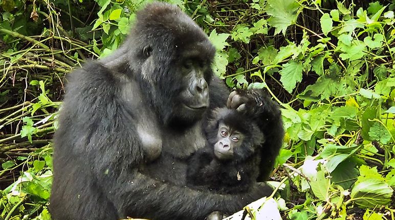 Gorillamutter mit Baby im Arm ruht in Waldlichtung