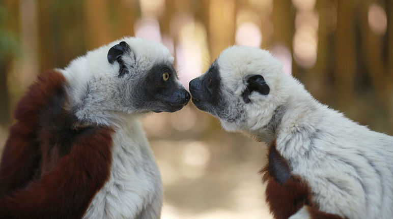 zwei sich naselnde Lemuren