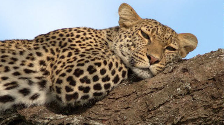Der Selous-Leopard ist ebenfalls potentiell gefährdet Leopard