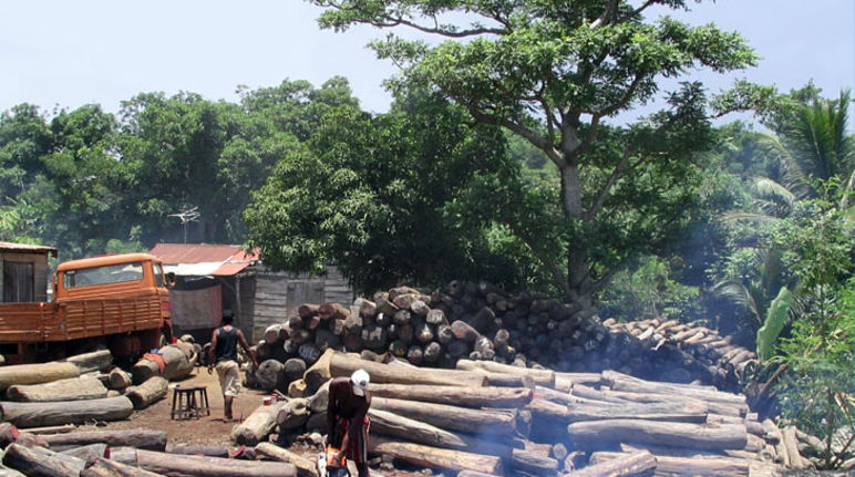 Illegale Holzfäller bei der Arbeit auf Madagaskar