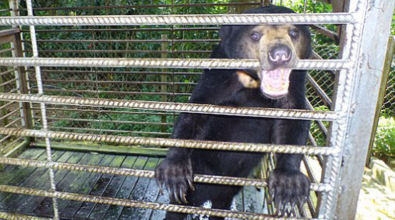Ein Malaienbär ist in Sabah in einem Käfig eingesperrt.