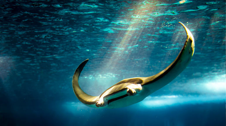 Taucher statt Fischer: Indonesien verstärkt Schutz von Mantarochen. Foto: flickr/Zanthia (CC BY-NC-SA 2.0) Mantarochen