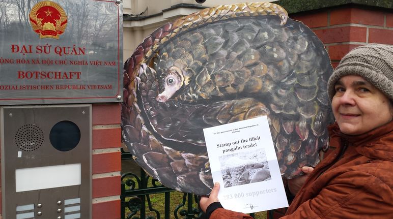 Rettet den Regenwald erinnert die Regierungen Chinas und Vietnams regelmäßig an Ihre Verantwortung im Kampf gegen den Pangolinschmuggel. Eine Mitarbeiterin von Rettet den Regenwald steht mit einem Ausdruck der Pangolinpetition vor dem Eingangstor der vietnamesischen Botschaft.