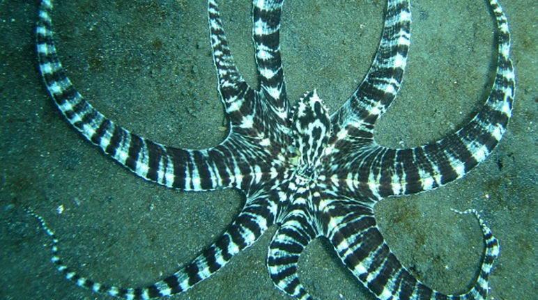 Ein Mimikry-Oktopus, fotografiert von Steve Childs Mimikry-Oktopus