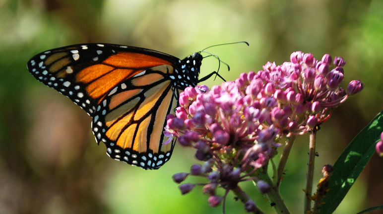 Ein Monarchfalter saugt auf dem Blütenstand einer Sumpf-Seidenpflanze Nektar