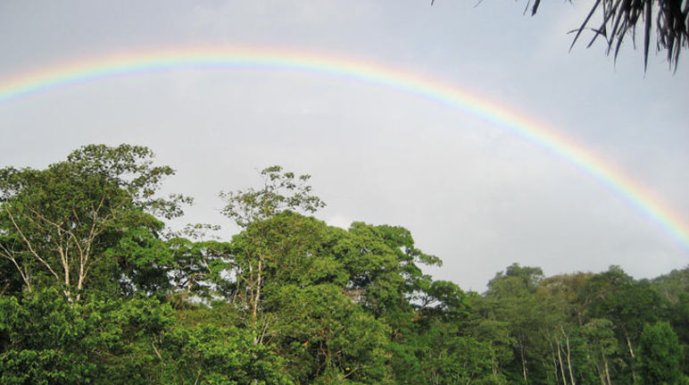 Regenwald in Nicaragua