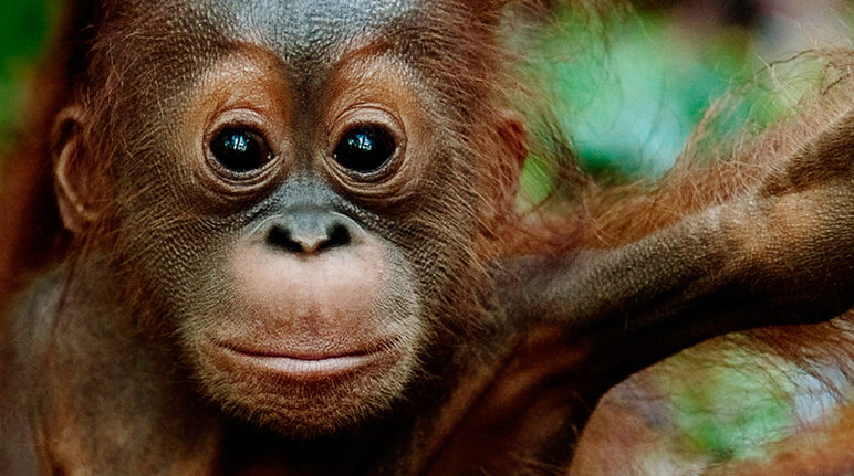 Ein junger Orang-Utan sitzt auf einem Ast in einem Blätterdickicht