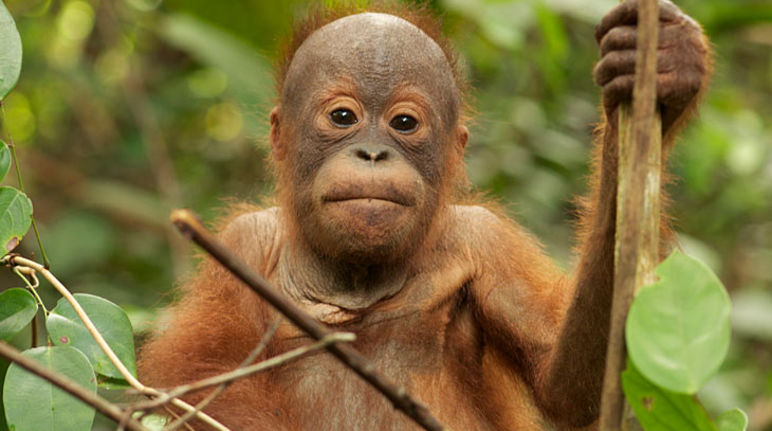 Das Überleben der Orang-Utans hängt von der Durchsetzung der Gesetze ab Kleiner Orang-Utan sitzt auf Baum und schaut in Kamera