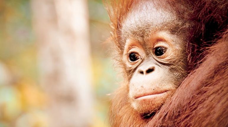 Orang-Utan im Tanjung Puting Nationalpark. Foto: flickr/volanthevist (CC BY-NC-ND 2.0) Trauriges Orang-Utan-Baby