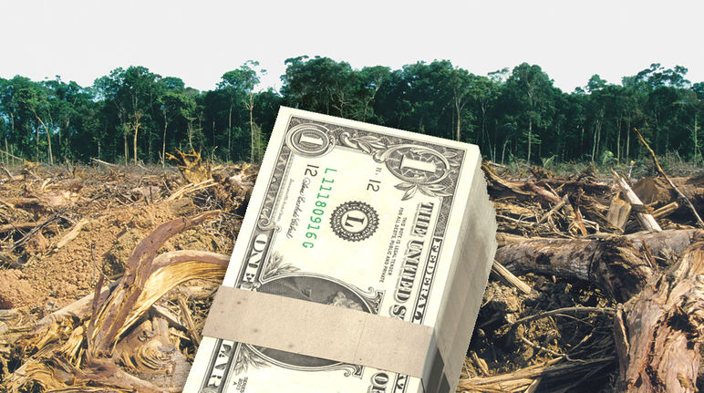 Unser Geld frisst Regenwald US- Dollarschein vor Regenwald