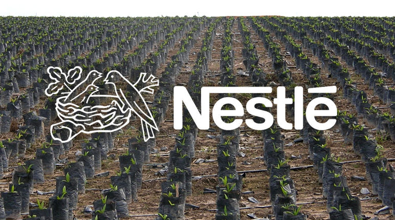 Palmöl Plantage - Nestlé Logo in Vordergrund