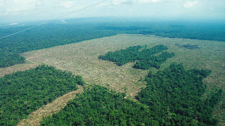 EU-Freihandel bedroht Regenwälder Regenwald in Kolumbien