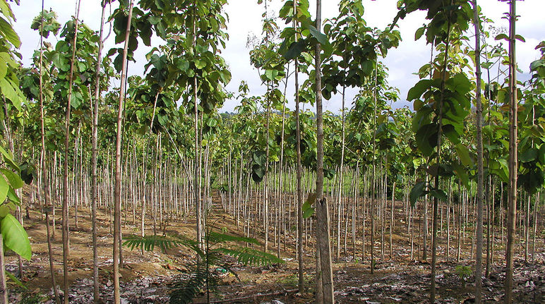 Teakplantage in Ecuador Plantage in Ecuador
