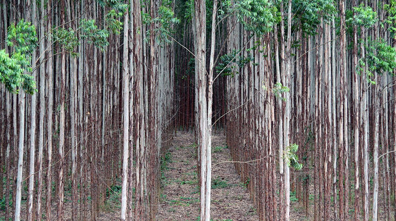 Eukalyptusbäume stehen in Reih und Glied auf einer Industrieplantage eines Papierkonzerns in Brasilien