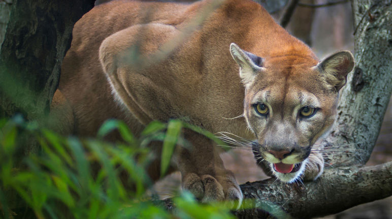 Puma Puma auf Ast in Amerika