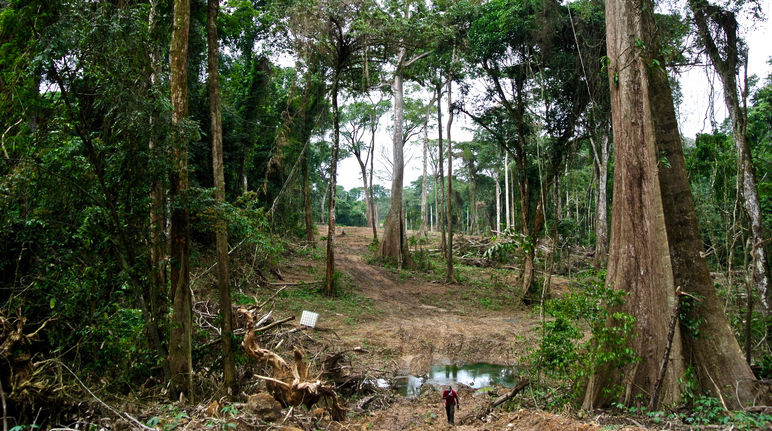 Dreiste Lüge: Laut Umwelt-Studie wird hier der Natur kein Schaden zugefügt Für den Superhighway wurde eine Schneise in den Wald geschlagen
