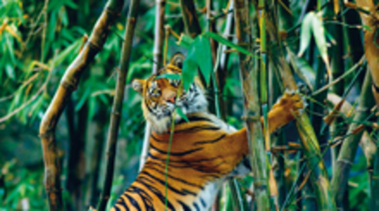 Die Stoßzähne des von Wedekind geschossenen Elefanten bilden den Rahmen für das makabre Jagdfoto Sumatra-Tiger im Regenwald