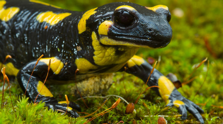 schwarz-gelber Feuersalamander auf Moos