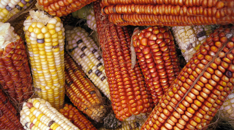 Mais ist Lebensmittel, Viehfutter und wird zu Biosprit verarbeitet Maiskolben
