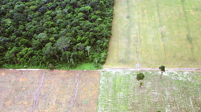 Massentierhaltung vernichtet Regenwald. Foto: leoffreitas
