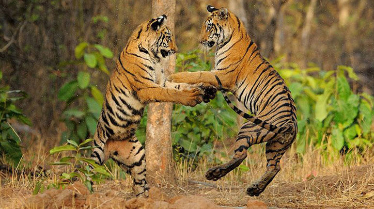 Zwei Tiger spielen und springen aneinander hoch