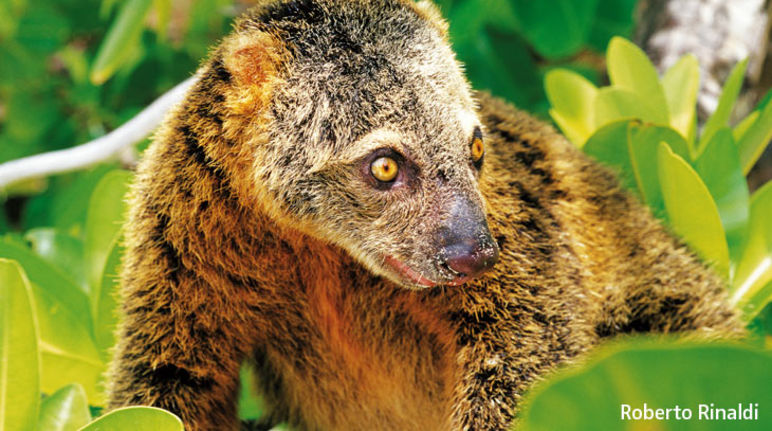 Viele Tierarten, wie hier der Bärenkuskus, sind bedroht Kuskus in Sulawesi