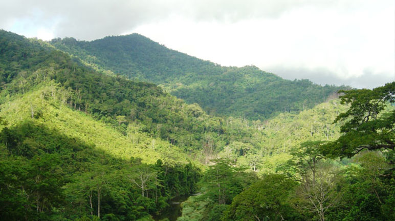Ein Tal mit tropischem Wald