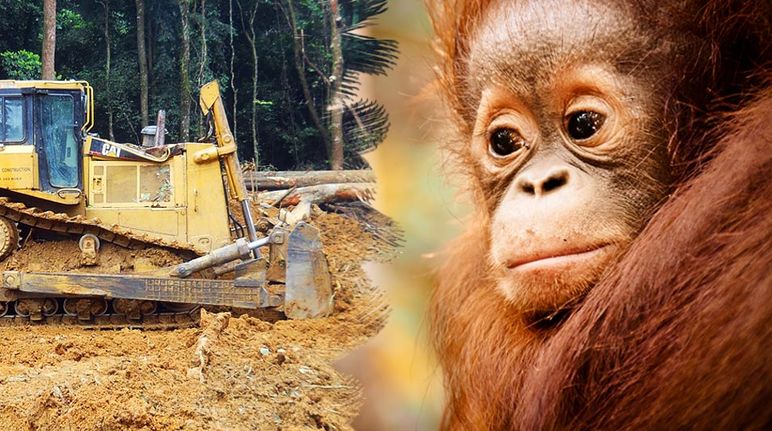 Links: Bagger auf einem gerodeten Feld / Rechts: Traurig guckendes Orang-Utan Jungtier