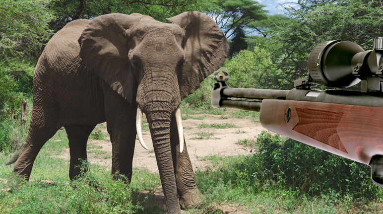 Bildmontage, bei der ein Jagdgewehr auf einen Afrikanischen Elefant zielt.