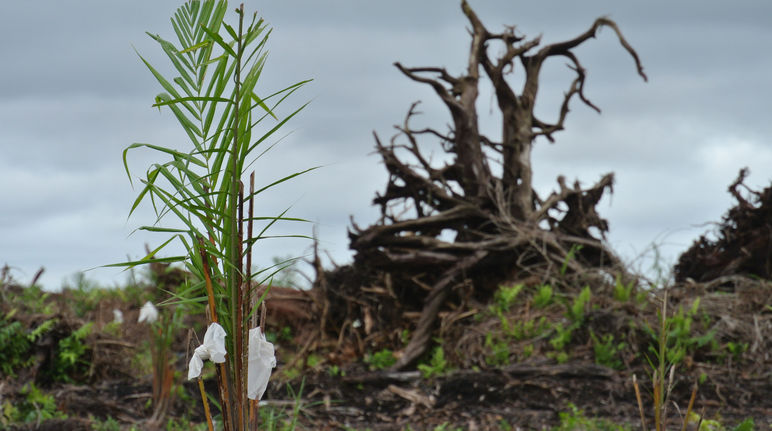 Vor allem Kleinbauern-Familien sind vom Palmöl-Terror betroffen Foto: hondurasdelegation/flickr Für Palmöl-Plantage gerodeter Torfwald in Sarawak/Malaysia