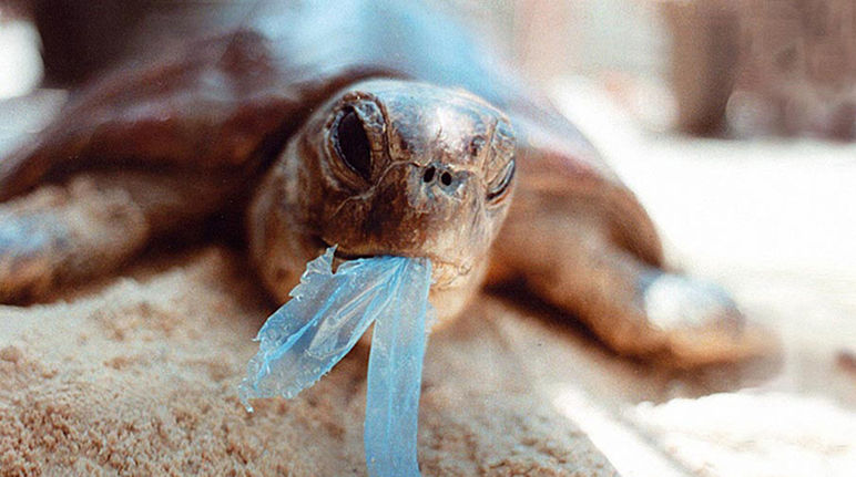Eine Schildkröte frisst eine Plastiktüte