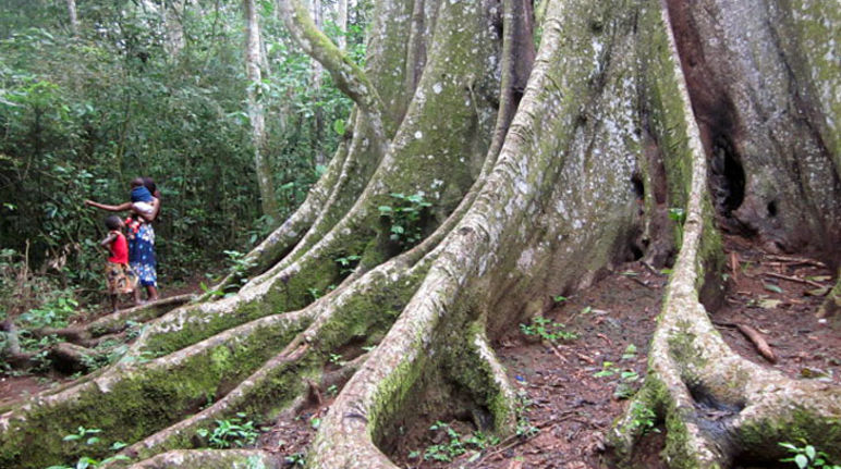 Geschützter Baum im Mabira-Wald