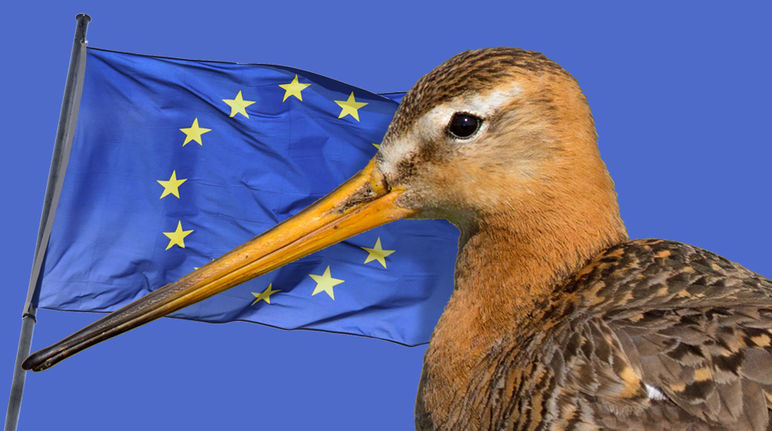 Wiesen werden durch Maisfelder für Biogas verdrängt. Die Vögel sterben aus. Uferschnepfe und EU Flagge