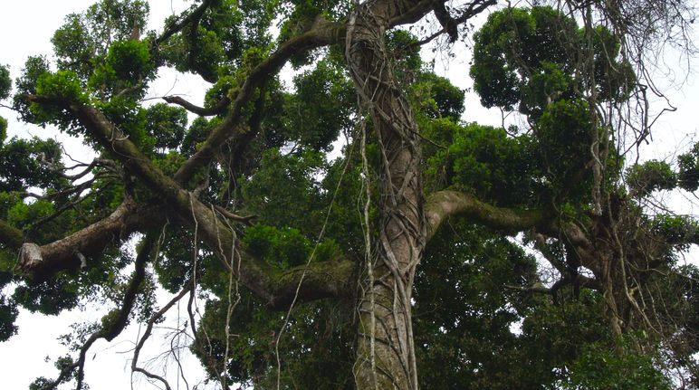 Die Giganten der Wälder brauchen unseren Schutz Krone eines großen Baumes in Nigeria