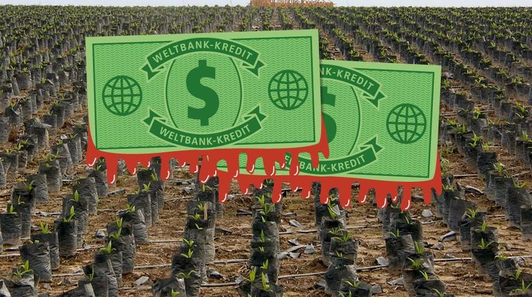 Zwei symbolische Dollarscheine der Weltbank vor einer endlosen Wüste aus Ölpalm-Setzlingen