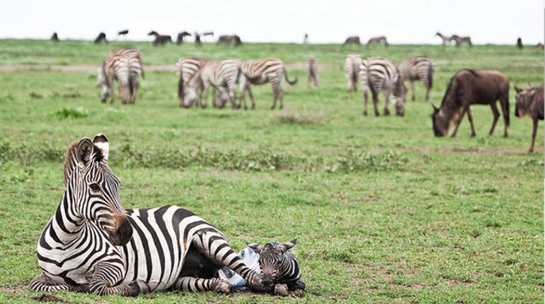 Zebra-Mutter und ihr Fohlen – eine Fernstraße durch die Serengeti würde ihr Leben gefährden (Foto: Xavier Surinyach Mateu) Zebra-Mutter und ihr Fohlen in der Serengeti