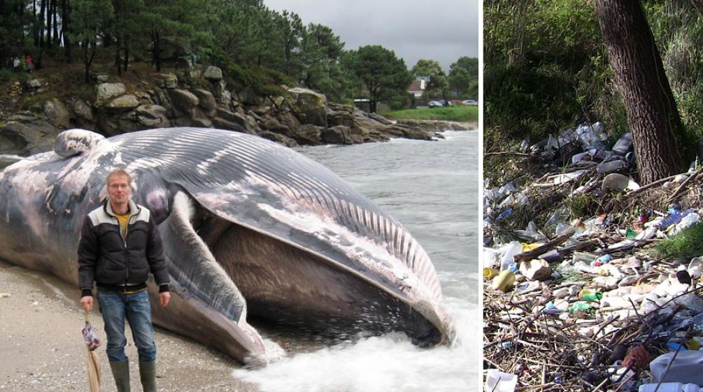 Links: Klaus Schenck von Rettet den Regenwald am Strand von Muros, Galizien. Rechts: Müllberge am Strand in Muros. Toter Wal in der Bucht und Müll