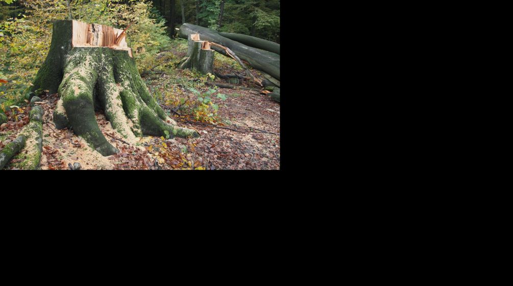 Häufig wird verschleiert, woher Brennholz und Pellets wirklich stammen Baumstumpf im Buschbeller Wald