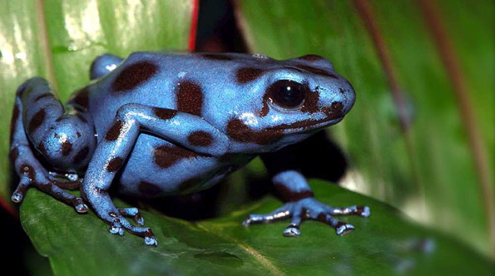 Der blaue Goldbaumsteiger steht auf der Roten Liste der bedrohten Tiere Der blaue Goldbaumsteiger Frosch sitzt auf Blatt
