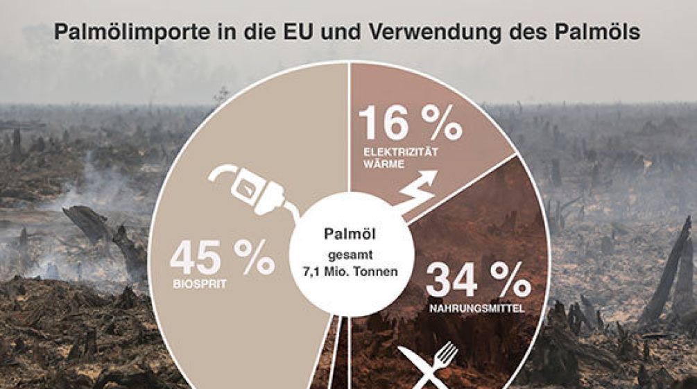 45 Prozent des Pamöl für Biodiesel