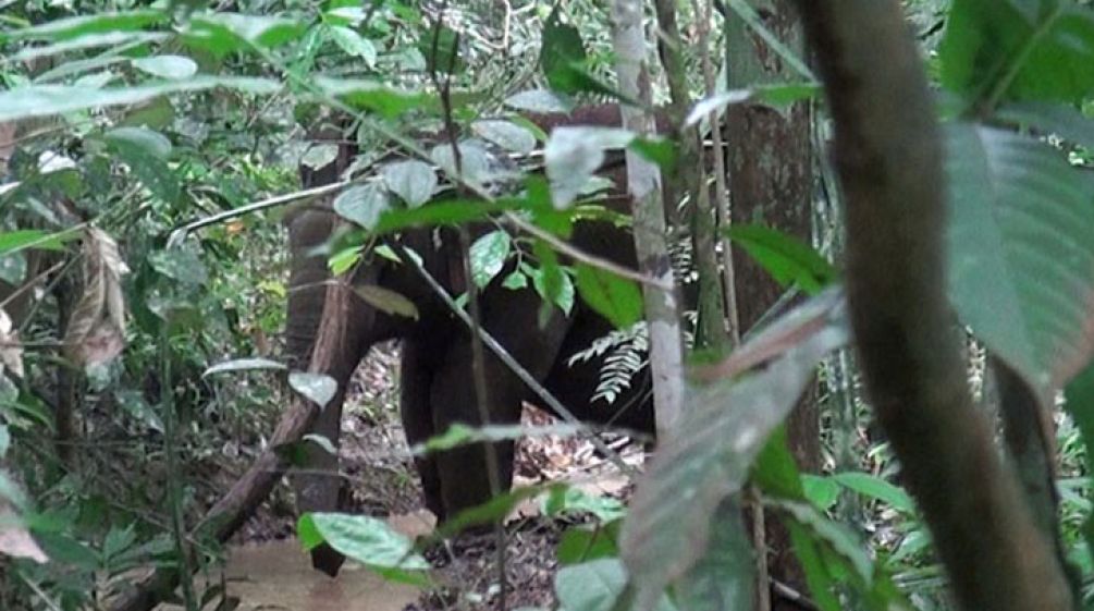 Ein Elefant steht im dichten Wald